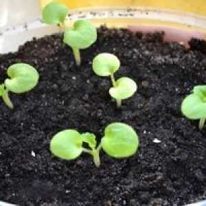 Pelargonij iz semen doma (geranij iz semen)