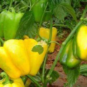 Pepper zlatni čudež: opis značilnosti in nasveti za gojenje