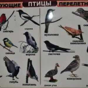 Selitvene in selitvene ptice: opis in razlike