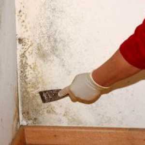 Mould v stanovanju: kako ga odstraniti iz sten