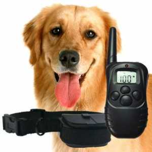 Prednosti in slabosti elektro ovratnika za pse: kako izbrati ovratnik