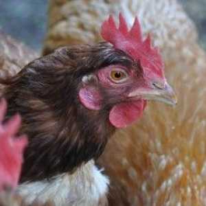 Zakaj kokoši neurejajo kaj?
