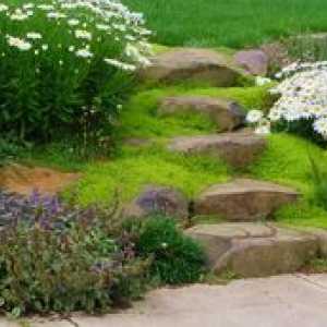 Zemeljski trajnice za vrt: plazeče in plazeče rastline