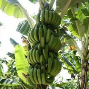 Koristi in škoda za jedo zelene banane, kontraindikacije