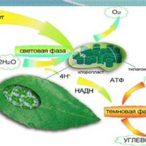 Koncept fotosinteze, kje in kaj se zgodi v lahki fazi fotosinteze