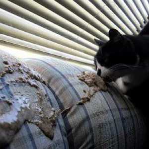 Driska in bruhanje v mački: vzrok in zdravljenje