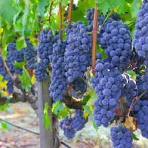 Priljubljene sorte grozdja: opis, fotografija, razvrstitev