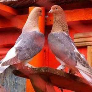 Golobi golobov: imena, opis, fotografije