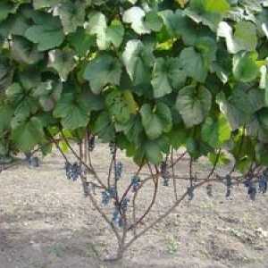Saditev in skrb za grozdje Amur