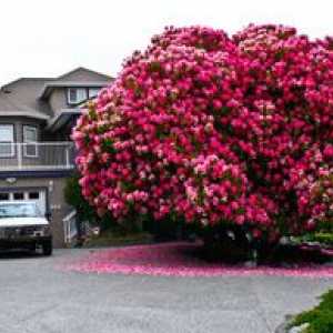 Saditev in skrb za rododendron v predmestju