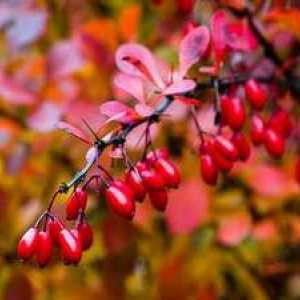Sajenje grmovja barberry in pravila skrbi za rastlino