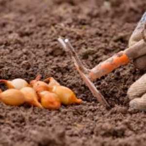 Pridelovanje cebule spomladi: čas za sajenje sadik