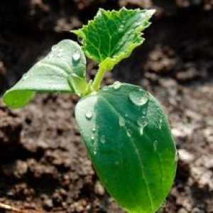 Pravilna zasaditev semen bučk na odprtem tleh