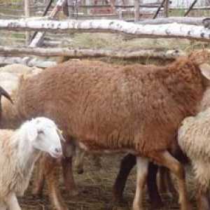 Prednosti in značilnosti ovčje pasme Edelbaev