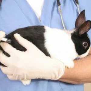 Cepljenja za zajce: kaj in kdaj narediti