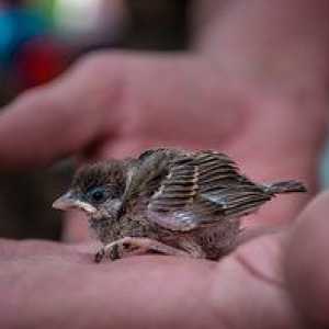 Vlečenje vrabca - kaj je treba hraniti in kako skrbeti