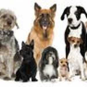 Raznolikost pasem psov: imena, fotografije, nasveti