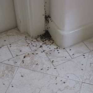 Različne načine, kako se znebiti rdečih mravelj mravlje v stanovanju