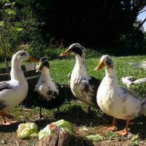 Duck vzrejo doma za začetnike