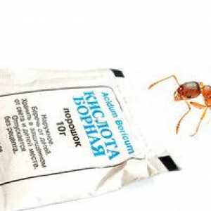 Recepti z borovo kislino za boj proti mravlje v stanovanju
