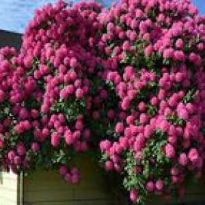 Rododendron v Leningradski regiji in Sibiriji: sajenje in oskrba