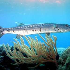 Ribe Barracuda: življenjski slog in tržna vrednost