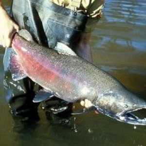 Chinook ribe: kje prebiva in kaj je koristno