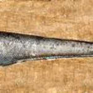 Fish Makurus - habitat, hranilna vrednost, koristi in škoda