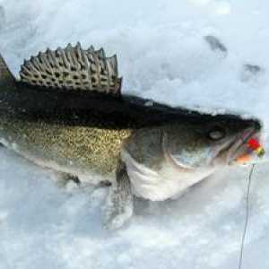 Ribolov za ščepec: značilnosti, reševanje za lov v zimskem času