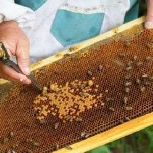 Kje začeti plemenske čebele doma od nič