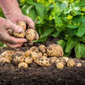Skrivnosti racionalne uporabe gnojil za krompir pri sajenju