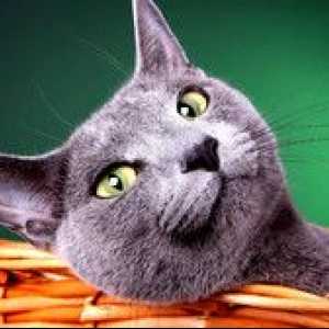 Skrivnosti uspeha ruske modre mačke