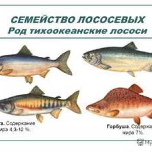 Družina Salmonidae: seznam vrst rib