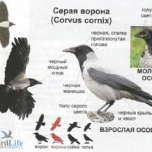 Siva vrana: koliko živi, ​​kaj hrani in kje živi