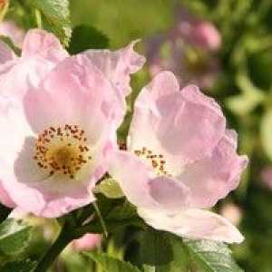 Rosehip maj (rosa majalis)