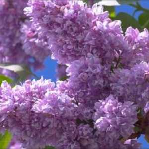 Lilac terry, njegove vrste in značilnosti