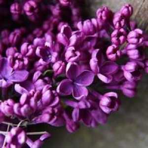 Skupna lila: opis rastline in njenih sort