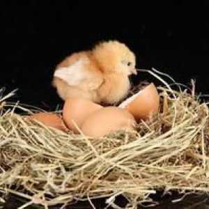 Koliko dni kokošica sedi jajca pred piščancem in kako naj sedi