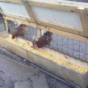 Koliko hrane potrebuje kokoš kokoš na dan, norme porabe?