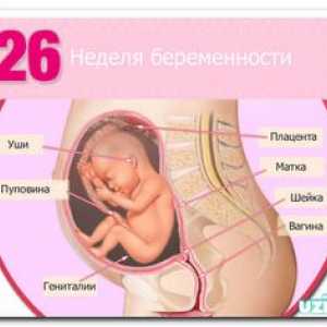 Koliko dojenček tehta po 21 tednih nosečnosti, po 5 mesecih?