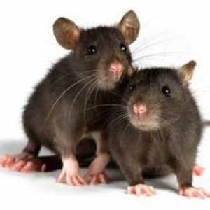 Koliko živih domačih podgan in pod kakšnimi pogoji?