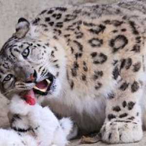 Snow leopard ali leopard: značilnost živali