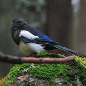 Soroca vulgaris: značilnosti vedenja ptic