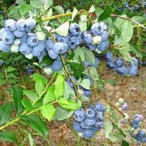 Blueberry Bilkrope: opis, sajenje in oskrba