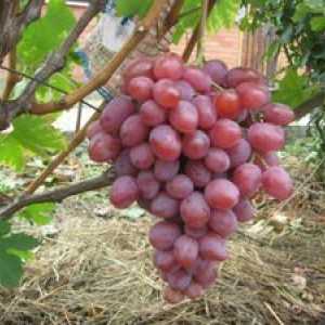 Sorta grozdja: opis, fotografija