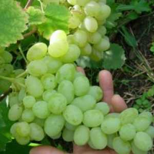 Raznolikost grozdja Lora, njen opis, fotografije in recenzije