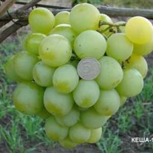 Maskota sorte grozdja - grozdje, ki ne potrebuje oglaševanja