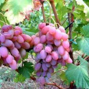 Raznolikost grozdja vodograi: opis, sajenje in oskrba