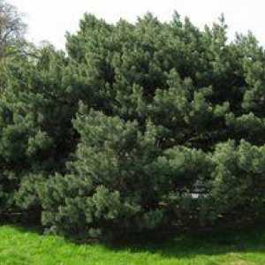 Pine Vatereri: lastnosti lesa, nege in zdravilnih lastnosti