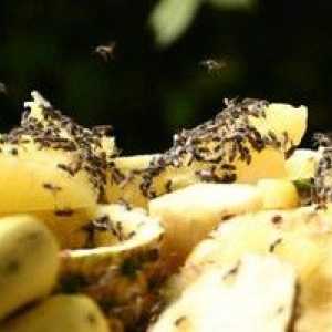 Nasveti: kako odstraniti gnats v kuhinji?